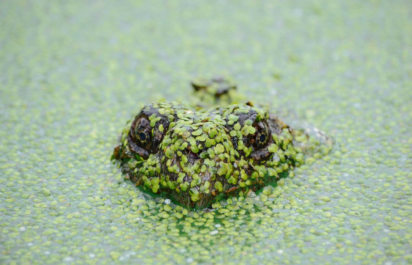 Желіні басқару